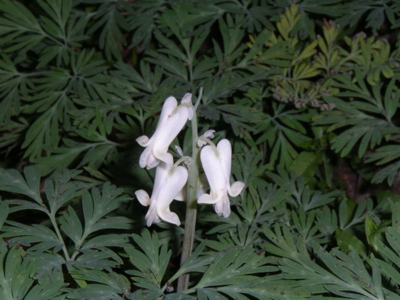 Dicentra canadensis